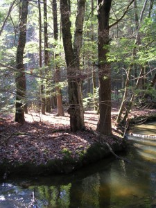 hannum brook - brook  bend in afternoon light